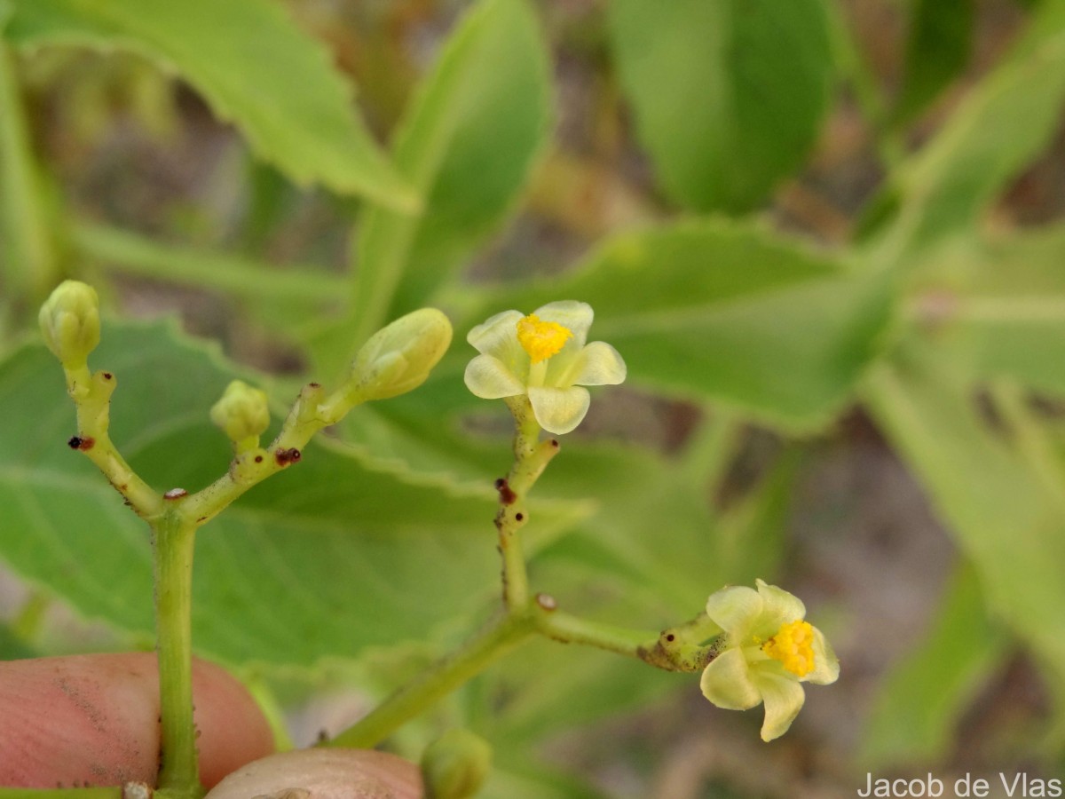 Jatropha glandulifera Roxb.